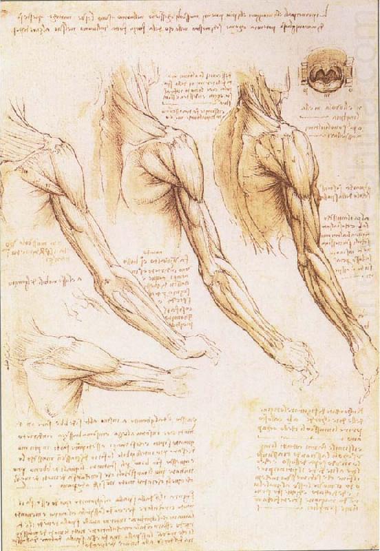 LEONARDO da Vinci The muscles of arm, shoulder and neck china oil painting image